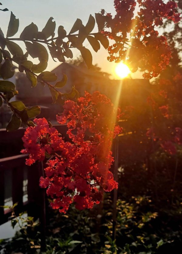 网络配资 南漳：浪漫的“百日红”